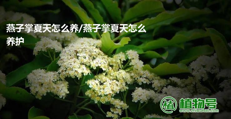 燕子掌夏天怎么养/燕子掌夏天怎么养护