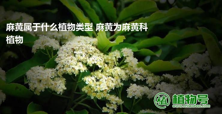 麻黄属于什么植物类型 麻黄为麻黄科植物