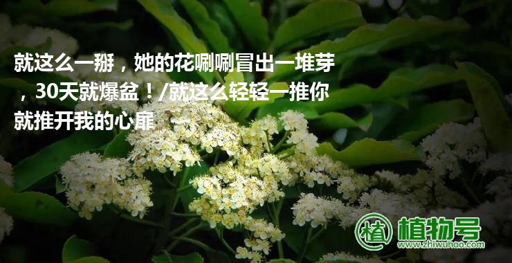 就这么一掰，她的花唰唰冒出一堆芽，30天就爆盆！/就这么轻轻一推你就推开我的心扉