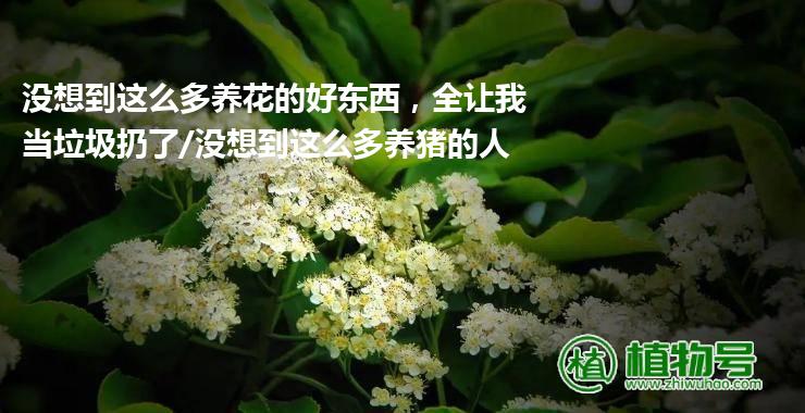 没想到这么多养花的好东西，全让我当垃圾扔了/没想到这么多养猪的人