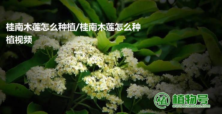 桂南木莲怎么种植/桂南木莲怎么种植视频