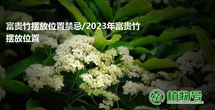 富贵竹摆放位置禁忌/2023年富贵竹摆放位置