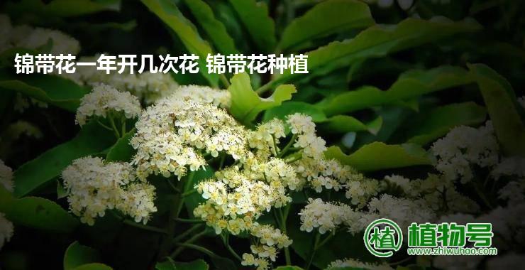 锦带花一年开几次花 锦带花种植