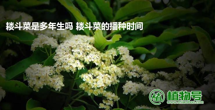 耧斗菜是多年生吗 耧斗菜的播种时间