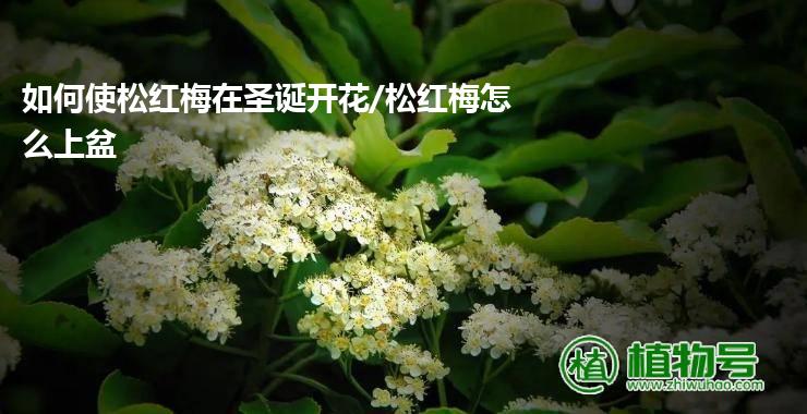 如何使松红梅在圣诞开花/松红梅怎么上盆