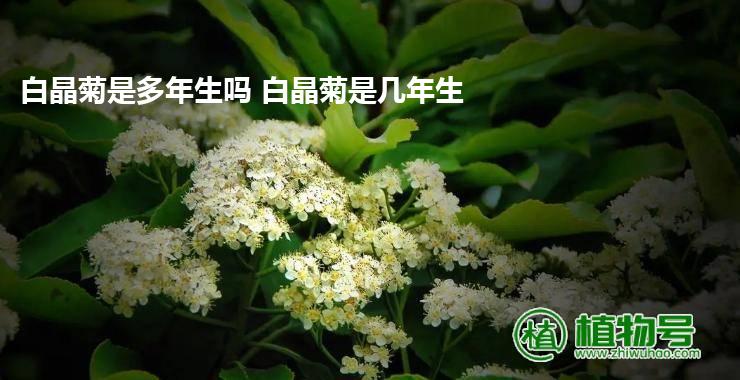 白晶菊是多年生吗 白晶菊是几年生