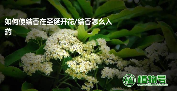 如何使结香在圣诞开花/结香怎么入药