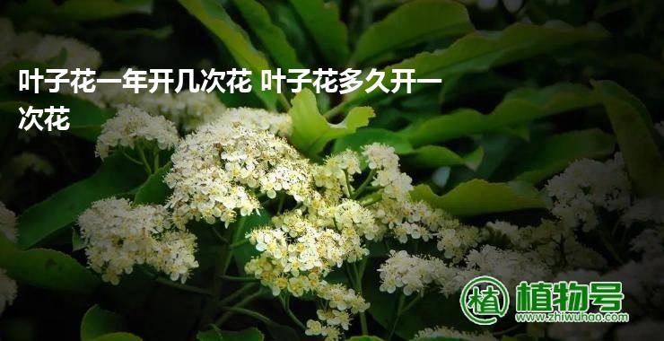 叶子花一年开几次花 叶子花多久开一次花