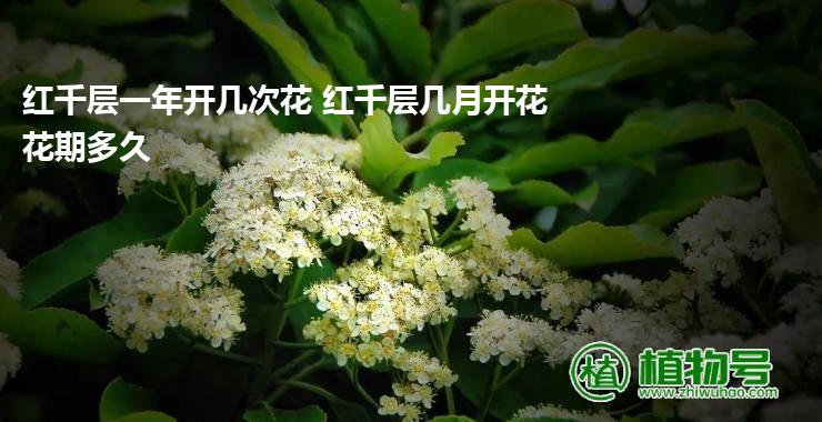 红千层一年开几次花 红千层几月开花花期多久