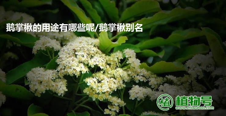 鹅掌楸的用途有哪些呢/鹅掌楸别名