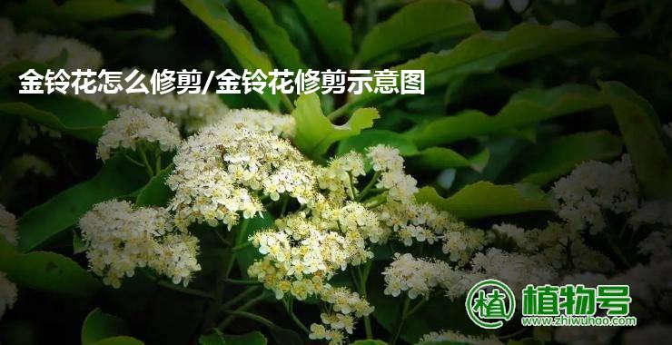 金铃花怎么修剪/金铃花修剪示意图