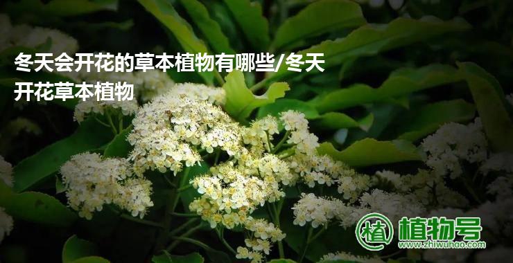 冬天会开花的草本植物有哪些/冬天开花草本植物