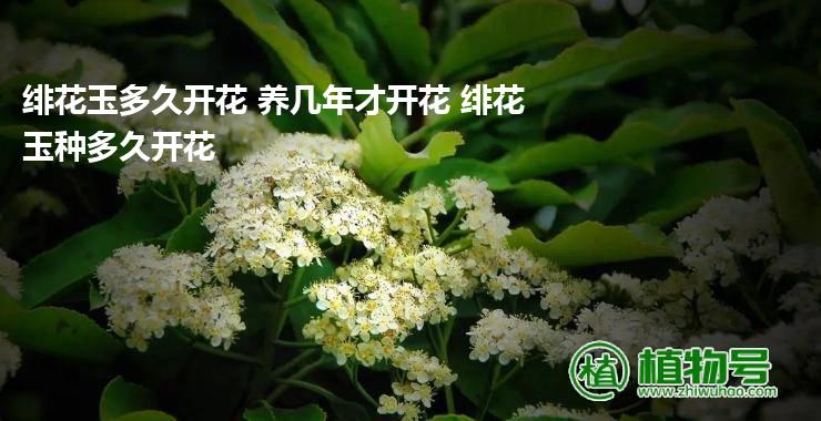 绯花玉多久开花 养几年才开花 绯花玉种多久开花