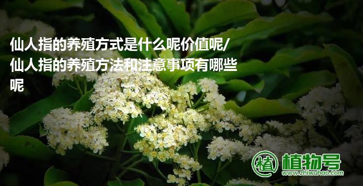 仙人指的养殖方式是什么呢价值呢/仙人指的养殖方法和注意事项有哪些呢