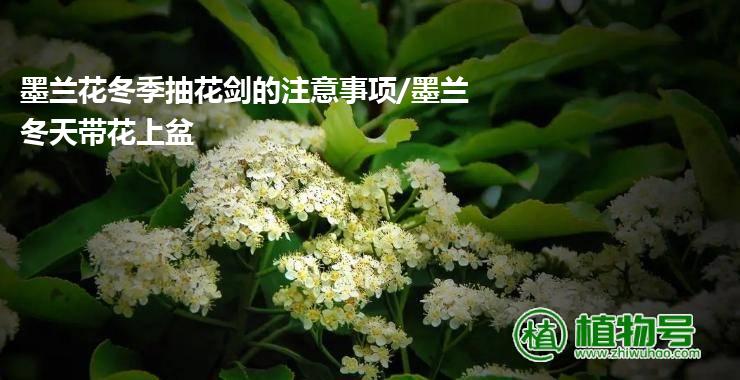 墨兰花冬季抽花剑的注意事项/墨兰冬天带花上盆