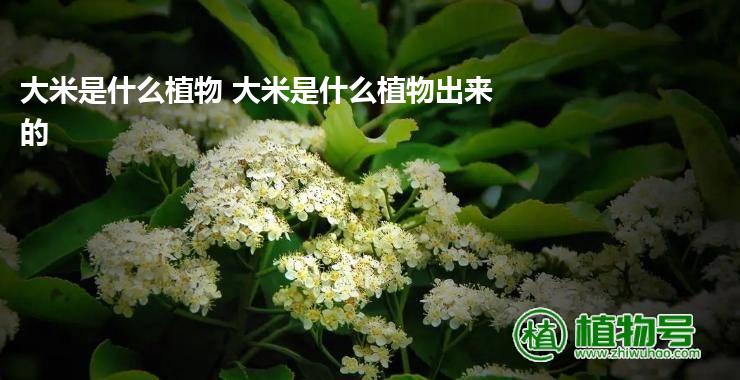 大米是什么植物 大米是什么植物出来的