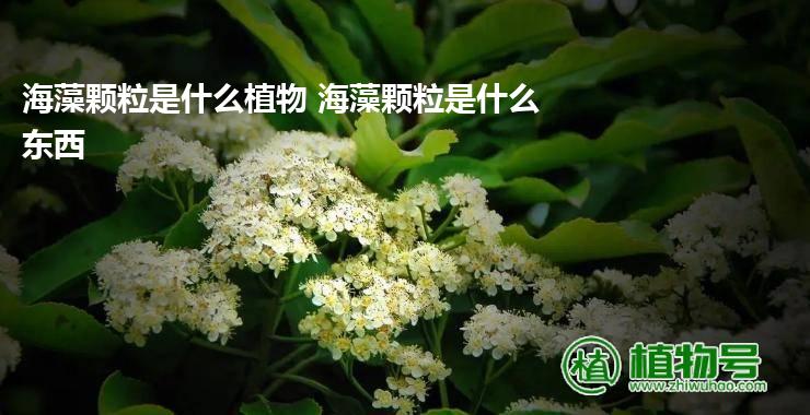 海藻颗粒是什么植物 海藻颗粒是什么东西