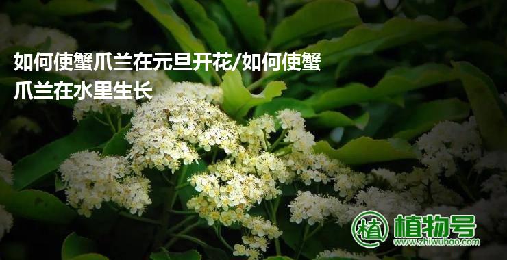 如何使蟹爪兰在元旦开花/如何使蟹爪兰在水里生长