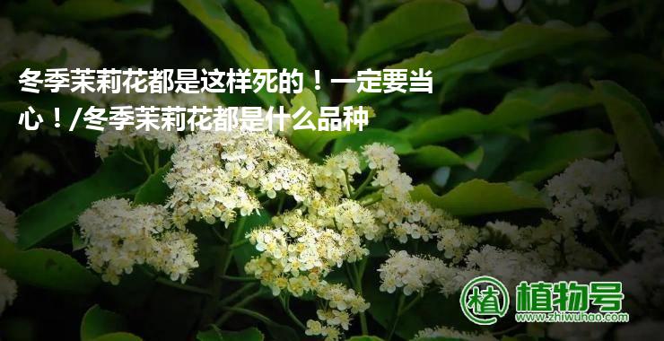 冬季茉莉花都是这样死的！一定要当心！/冬季茉莉花都是什么品种