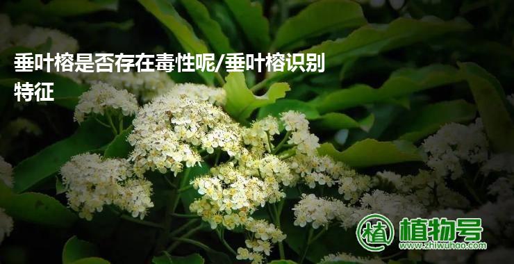 垂叶榕是否存在毒性呢/垂叶榕识别特征