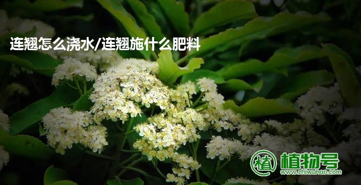 连翘怎么浇水/连翘施什么肥料