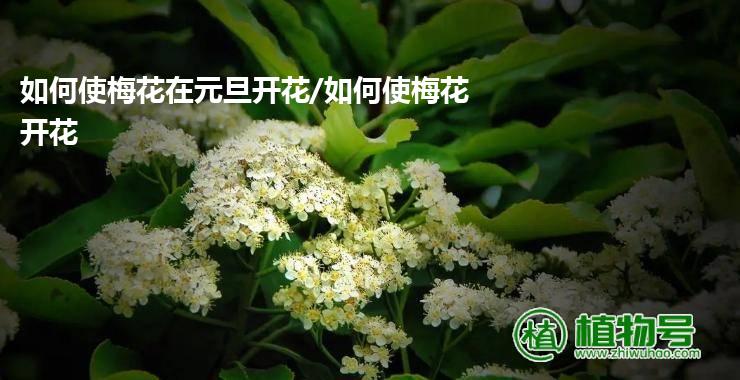 如何使梅花在元旦开花/如何使梅花开花