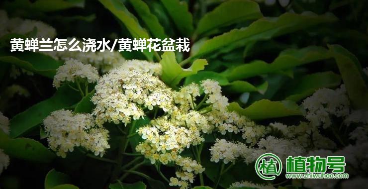 黄蝉兰怎么浇水/黄蝉花盆栽