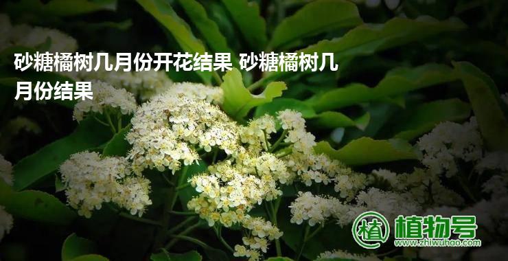 砂糖橘树几月份开花结果 砂糖橘树几月份结果