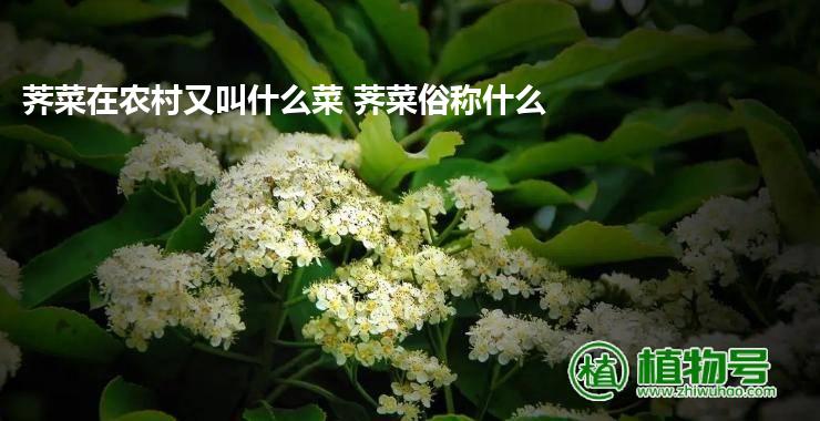 荠菜在农村又叫什么菜 荠菜俗称什么