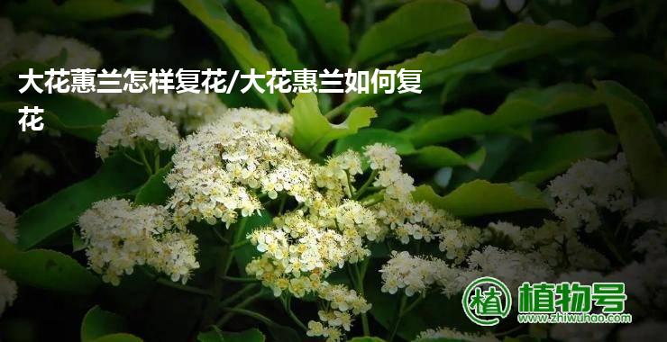 大花蕙兰怎样复花/大花惠兰如何复花