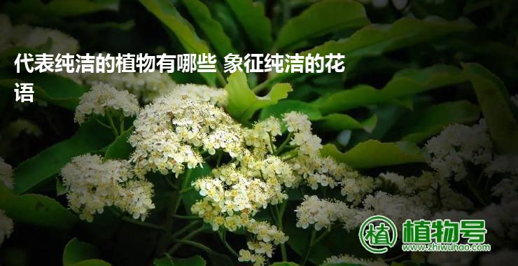 代表纯洁的植物有哪些 象征纯洁的花语