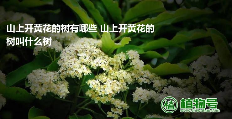 山上开黄花的树有哪些 山上开黄花的树叫什么树