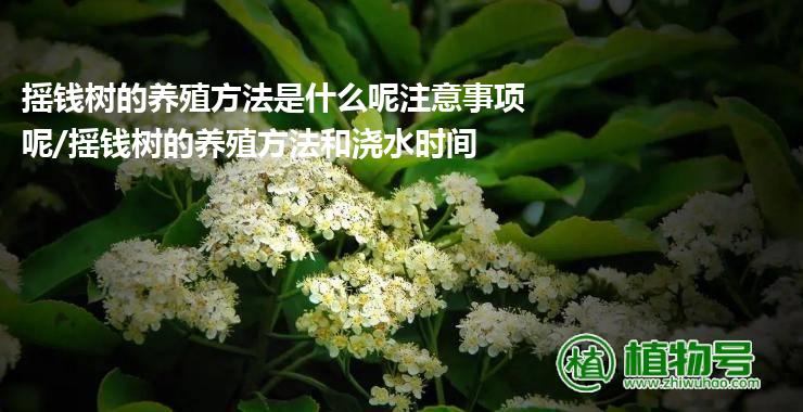 摇钱树的养殖方法是什么呢注意事项呢/摇钱树的养殖方法和浇水时间