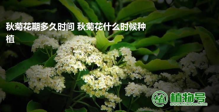 秋菊花期多久时间 秋菊花什么时候种植