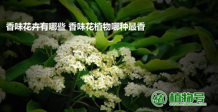 香味花卉有哪些 香味花植物哪种最香