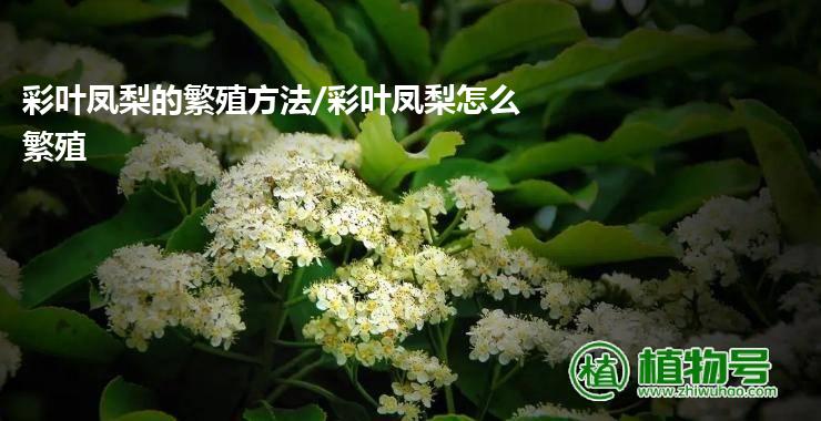 彩叶凤梨的繁殖方法/彩叶凤梨怎么繁殖