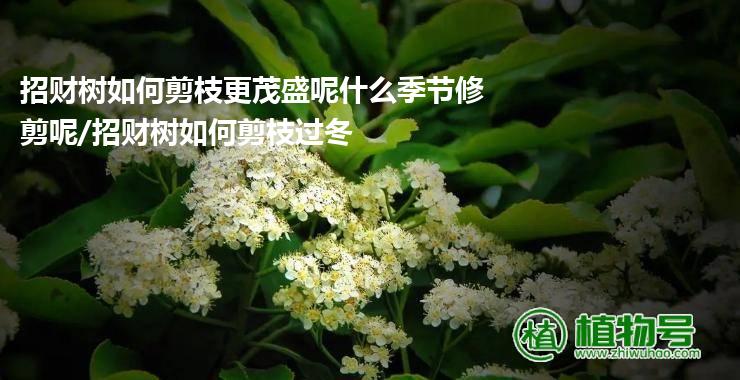 招财树如何剪枝更茂盛呢什么季节修剪呢/招财树如何剪枝过冬