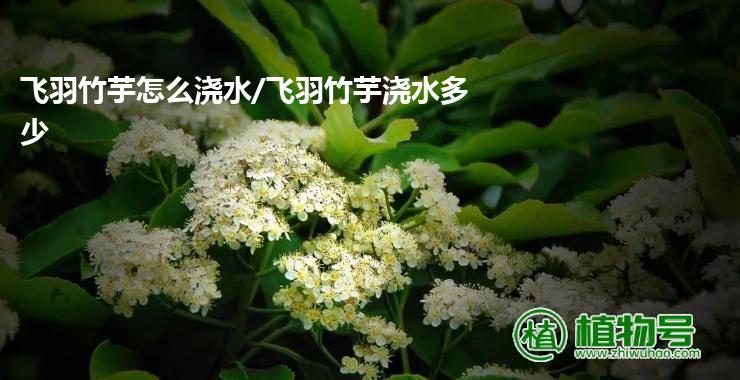 飞羽竹芋怎么浇水/飞羽竹芋浇水多少