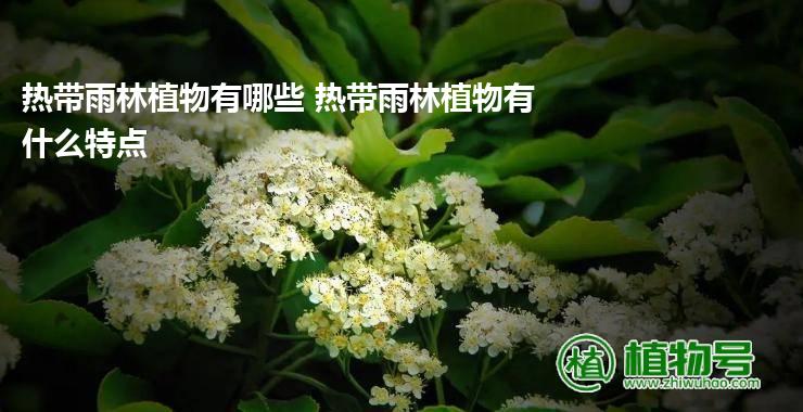 热带雨林植物有哪些 热带雨林植物有什么特点