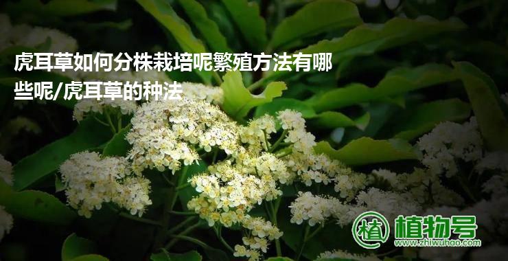 虎耳草如何分株栽培呢繁殖方法有哪些呢/虎耳草的种法