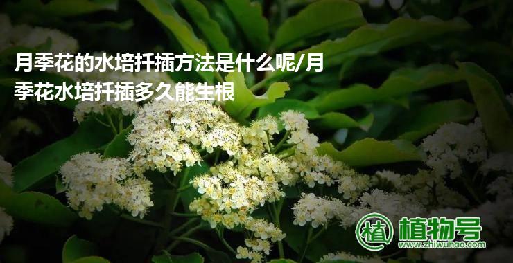 月季花的水培扦插方法是什么呢/月季花水培扦插多久能生根