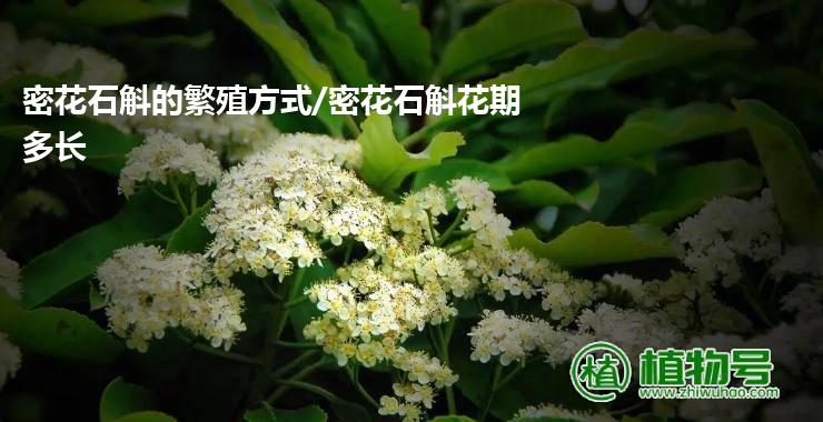 密花石斛的繁殖方式/密花石斛花期多长