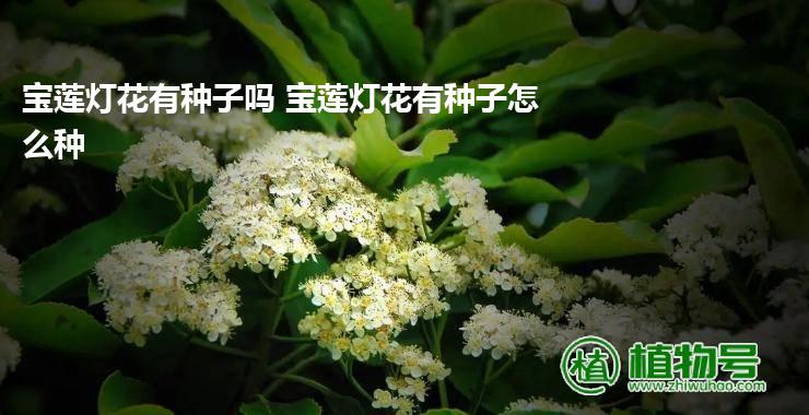 宝莲灯花有种子吗 宝莲灯花有种子怎么种