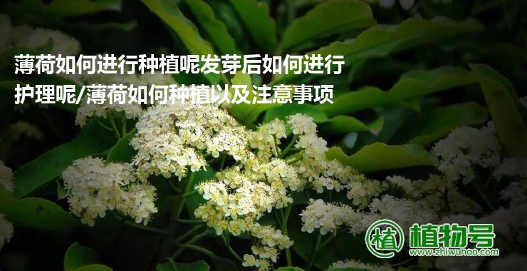 薄荷如何进行种植呢发芽后如何进行护理呢/薄荷如何种植以及注意事项