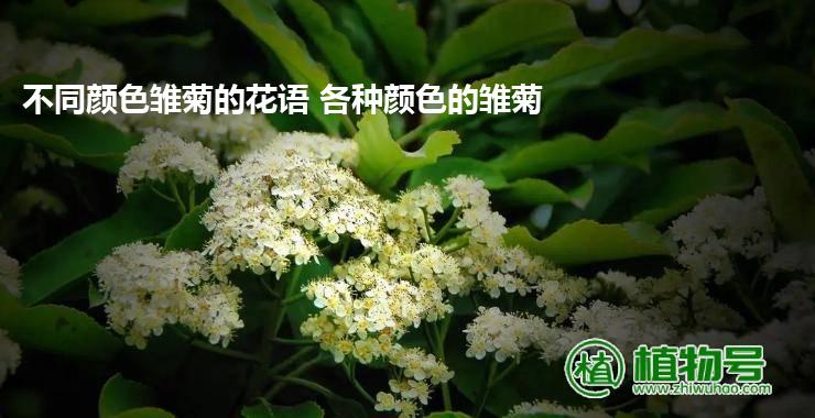 不同颜色雏菊的花语 各种颜色的雏菊