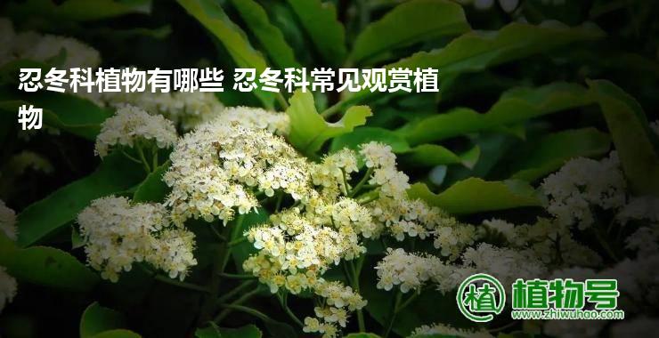 忍冬科植物有哪些 忍冬科常见观赏植物