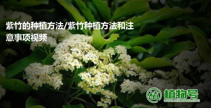 紫竹的种植方法/紫竹种植方法和注意事项视频