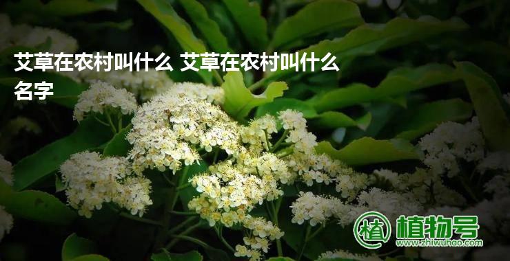 艾草在农村叫什么 艾草在农村叫什么名字