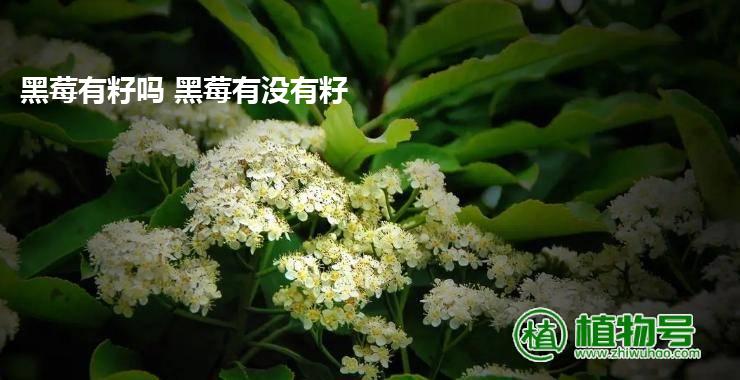 黑莓有籽吗 黑莓有没有籽