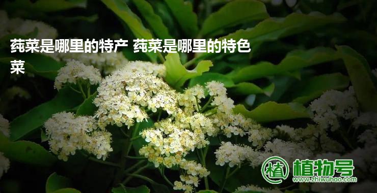 莼菜是哪里的特产 莼菜是哪里的特色菜